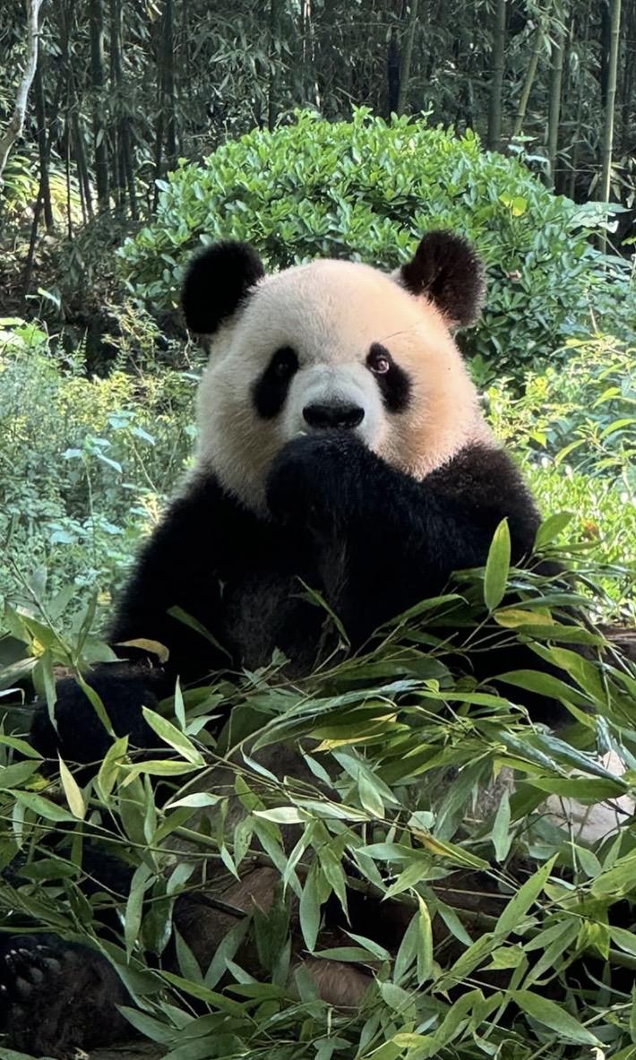 A giant panda among bamboo at a Chengdu panda base